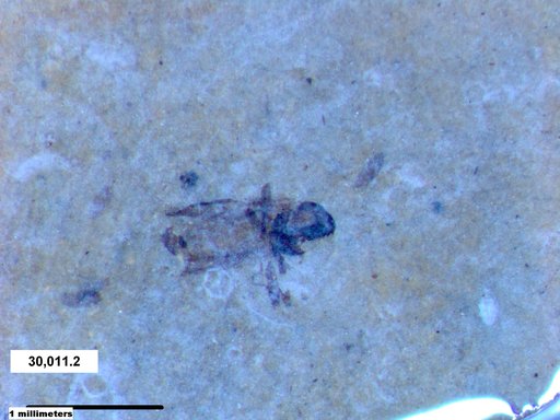 Insecta