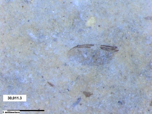 Diptera