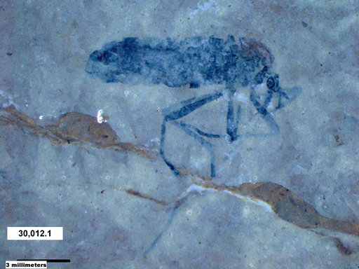 Genus sp