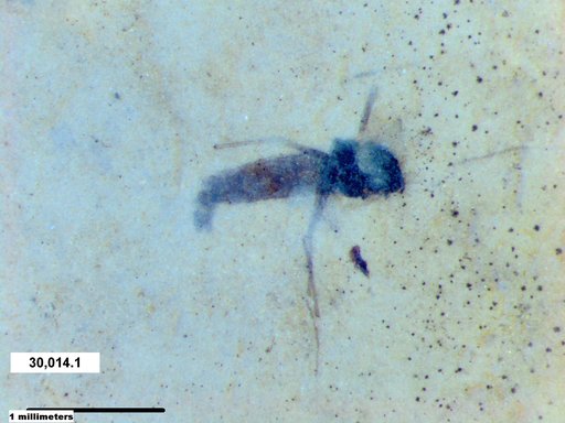 Diptera