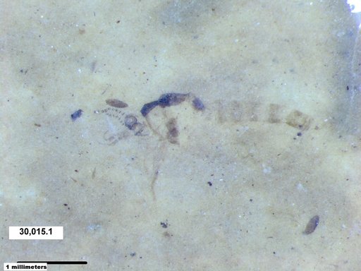 Chaoboridae