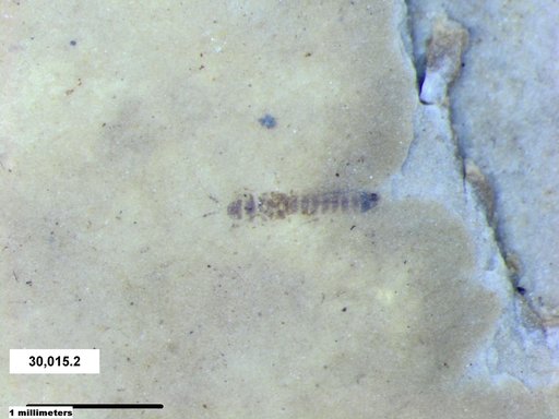 Genus sp