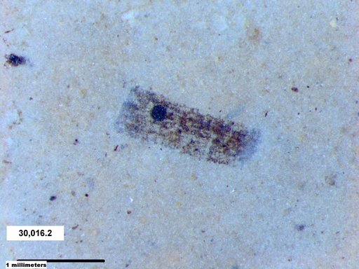 Tracheophyta