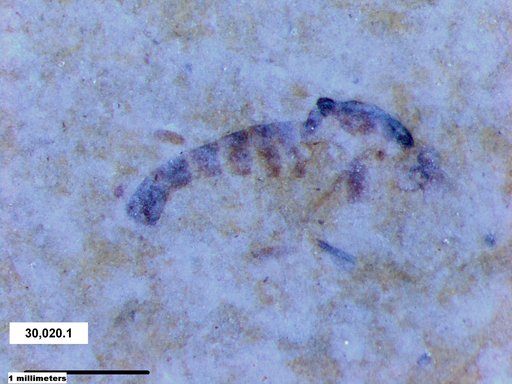 Chaoboridae