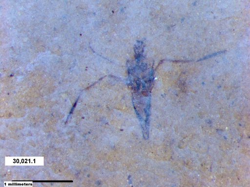 Notonectidae