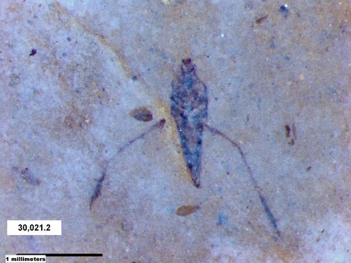 Notonectidae