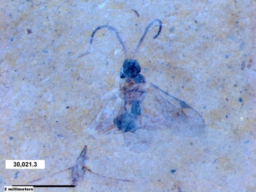 Ichneumonidae