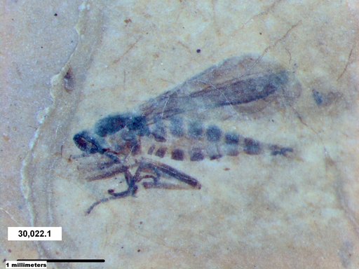 Diptera