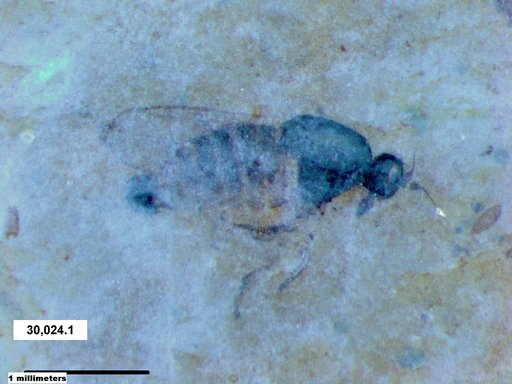 Diptera