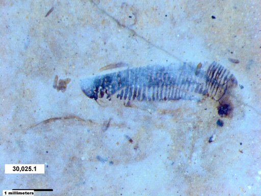 Corixidae