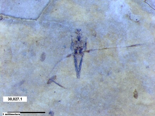 Notonectidae