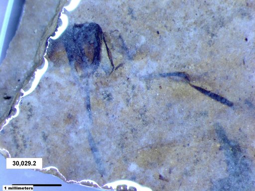 Tracheophyta
