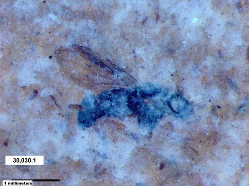 Chaoboridae