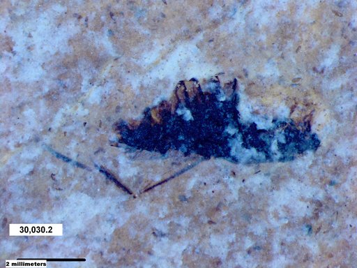 Corixidae