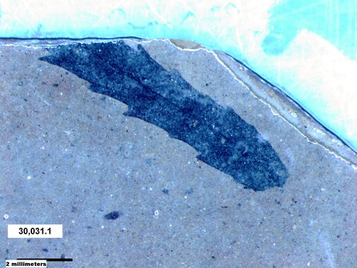 Tracheophyta