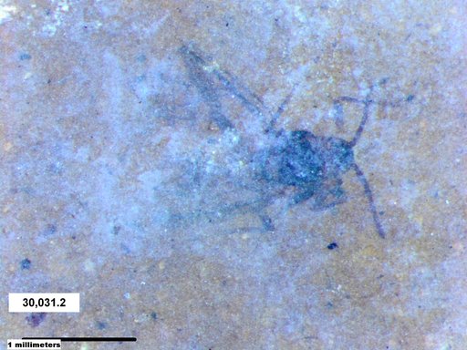 Aphididae