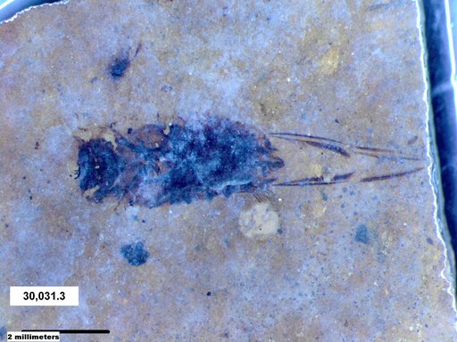Corixidae
