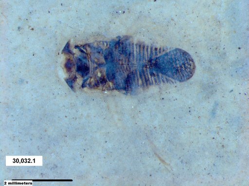 Corixidae