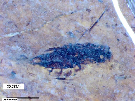 Corixidae