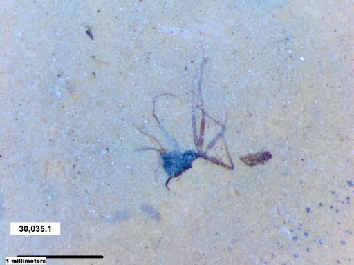 Insecta