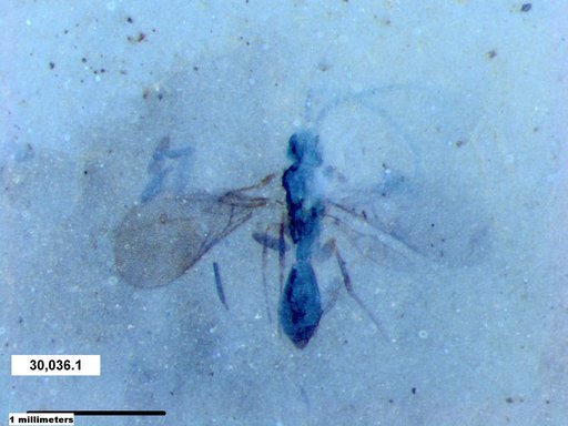 Diapriidae
