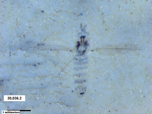 Diptera