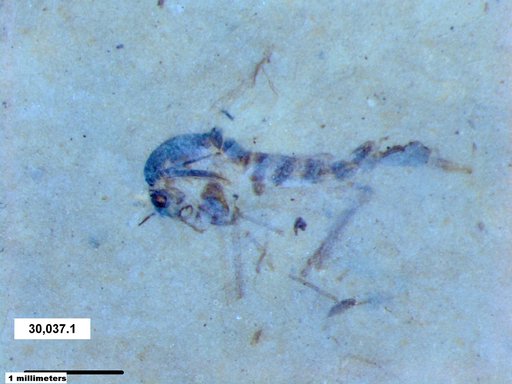 Chaoboridae
