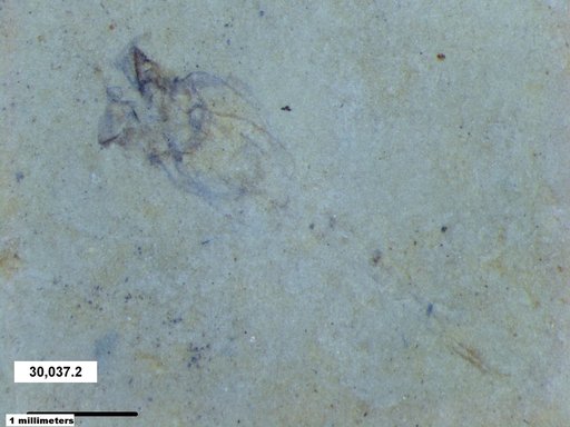 Genus sp