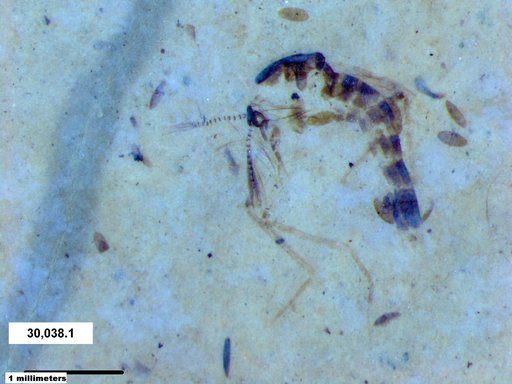 Chaoboridae