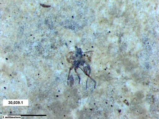 Genus sp