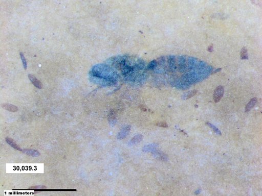 Genus sp