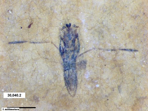 Notonectidae
