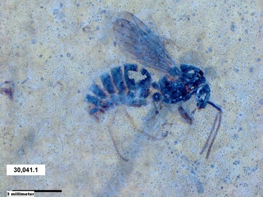 Formicidae
