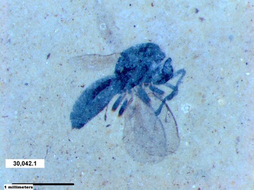 Genus sp