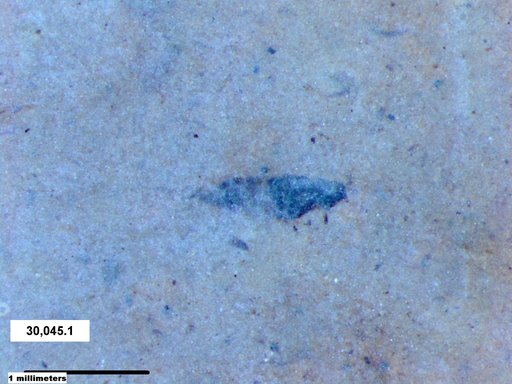 Genus sp