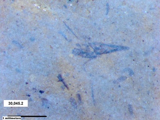 Notonectidae