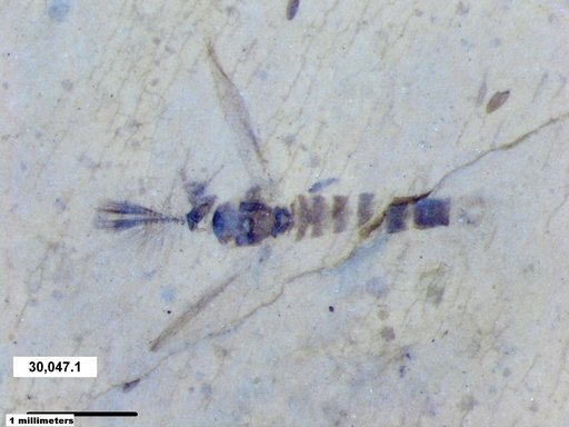 Chaoboridae