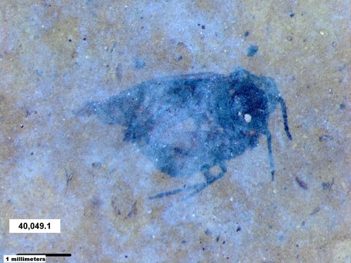 Aphididae