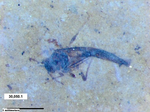 Aphididae