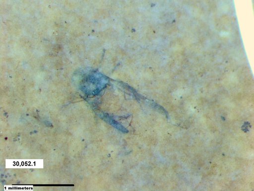 Aphididae