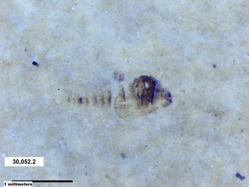 Diptera