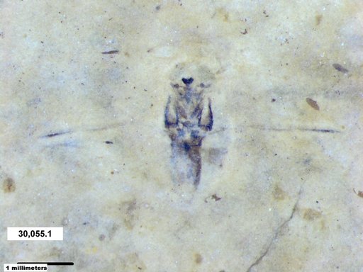 Notonectidae