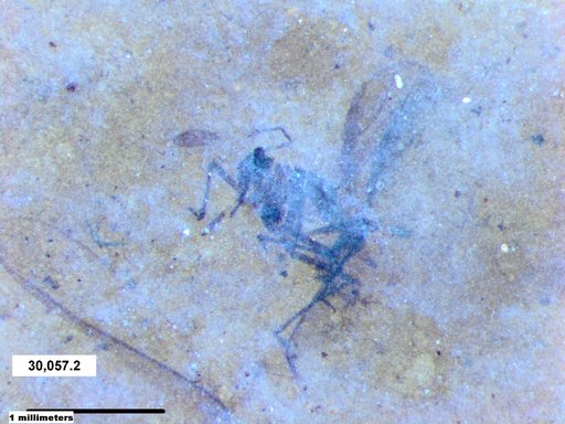 Aphididae