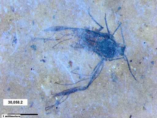 Aphididae