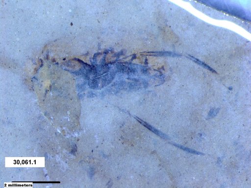 Notonectidae