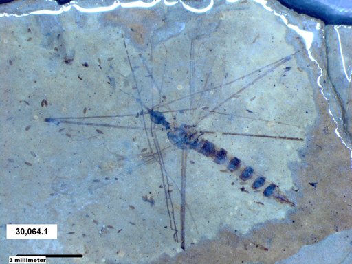 Diptera