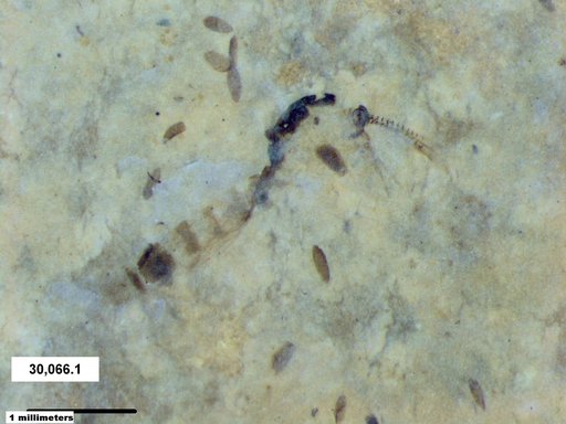 Chaoboridae