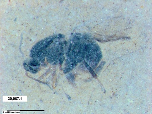 Diptera