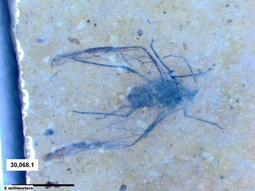 Aphididae