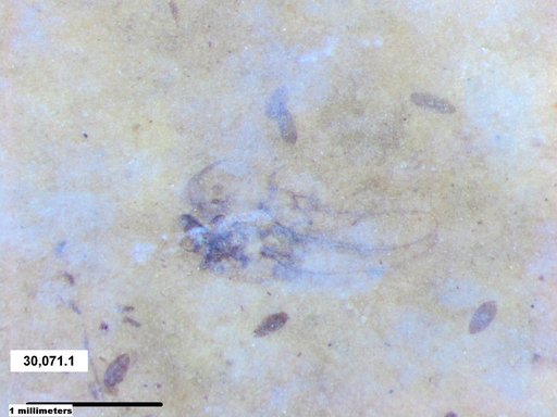 Genus sp